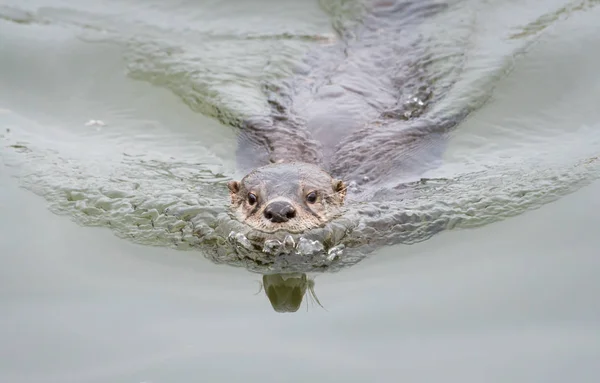 Rzeka Wydra Dziczy Zwierzę Natura Fauna — Zdjęcie stockowe