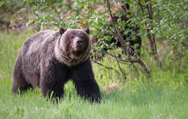 Urso Pardo Selvagem Animal Natureza Fauna — Fotografia de Stock