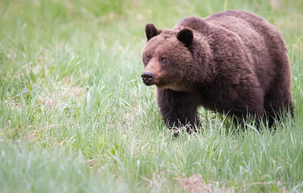 Medvěd Grizzly Divočině Zvíře Příroda Fauna — Stock fotografie