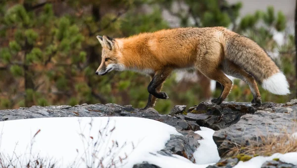 Raposa Vermelha Animal Natureza Fauna — Fotografia de Stock