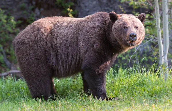 Vahşi Boz Ayı Hayvan Doğa Fauna — Stok fotoğraf