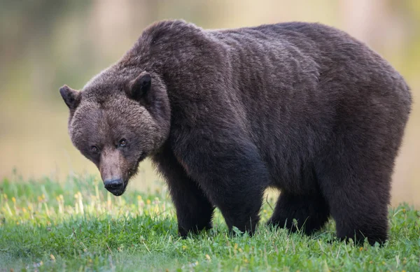 Vahşi Doğada Kahverengi Ayı Hayvan Doğa Fauna — Stok fotoğraf