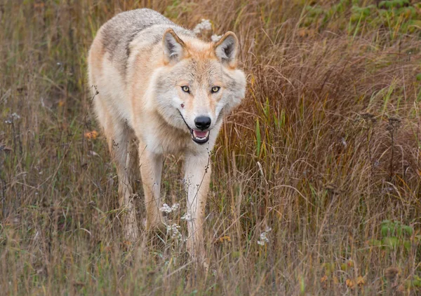 Lobo Oriental Estado Salvaje Animal Naturaleza Fauna — Foto de Stock