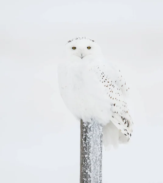 Eule Freier Wildbahn Vogel Natur Fauna — Stockfoto