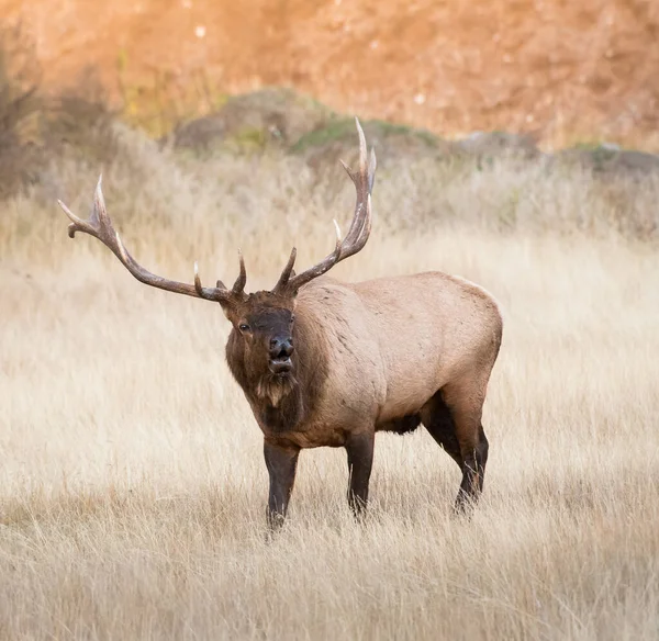 Vild Älg Djur Natur Fauna — Stockfoto