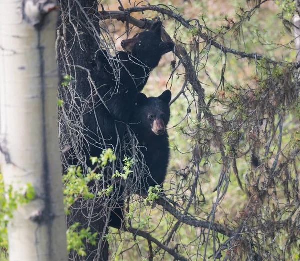 Черные Медведи Дикой Природе Животные Природа Фауна — стоковое фото