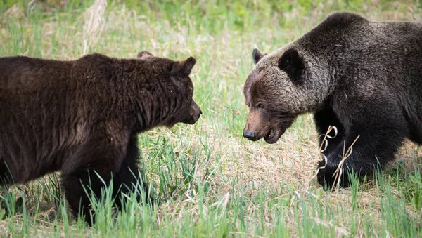 Grizzlys Freier Wildbahn Tiere Natur Fauna — Stockfoto