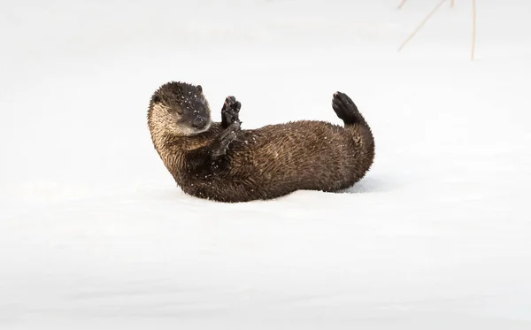 Rivier Otter Het Wild Dier Natuur Fauna — Stockfoto