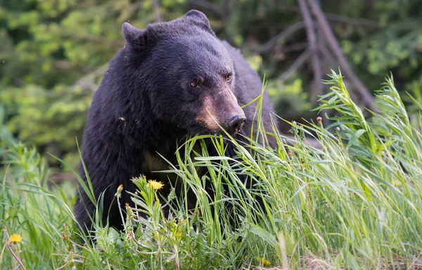 Черный Медведь Дикой Природе Животное Природа Фауна — стоковое фото
