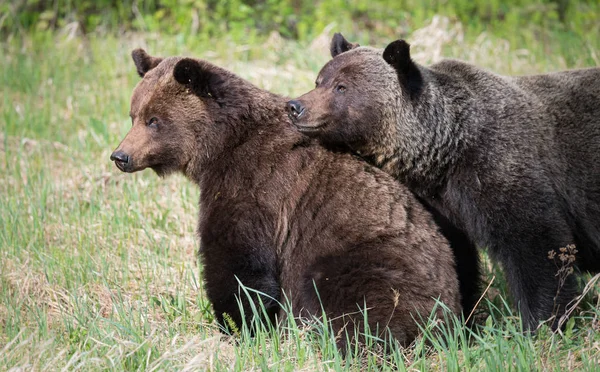 Niedźwiedzie Grizzly Dziczy Zwierzęta Natura Fauna — Zdjęcie stockowe