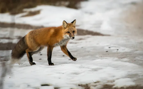 Czerwony Lis Dziczy Natura Fauna — Zdjęcie stockowe