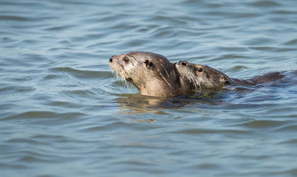 Las Nutrias Del Río Estado Salvaje Animales Naturaleza Fauna —  Fotos de Stock