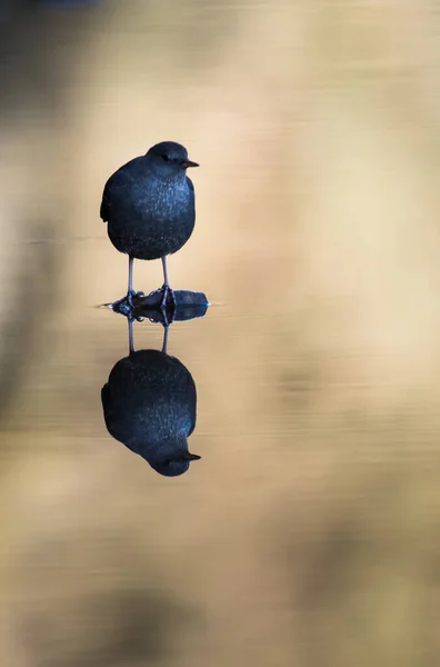 American Dipper Estado Selvagem Pássaro Natureza Fauna — Fotografia de Stock