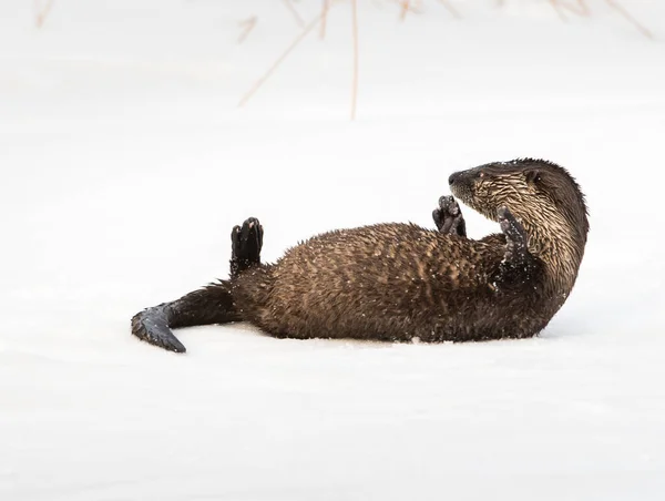 Wild River Vydra Zvíře Příroda Fauna — Stock fotografie