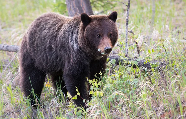 Urso Pardo Estado Selvagem Animal Natureza Fauna — Fotografia de Stock