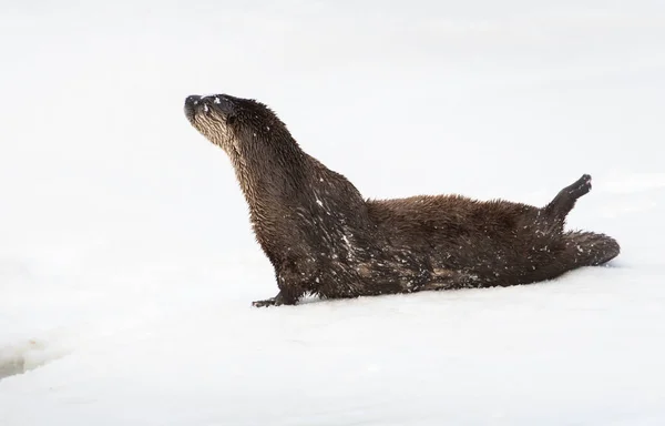 Vydra Divočině Zvíře Příroda Fauna — Stock fotografie