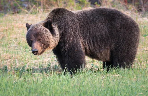 Orso Grizzly Selvatico Animale Natura Fauna — Foto Stock