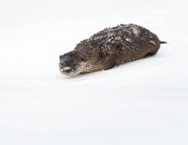 Wild River Otter Dier Natuur Fauna — Stockfoto