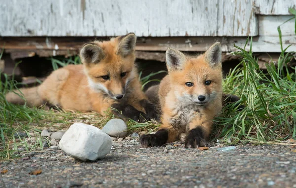 Red Fox Canada — Stock fotografie