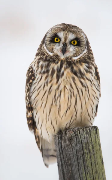 Uggla Vilt Tillstånd Djur Natur Fauna — Stockfoto