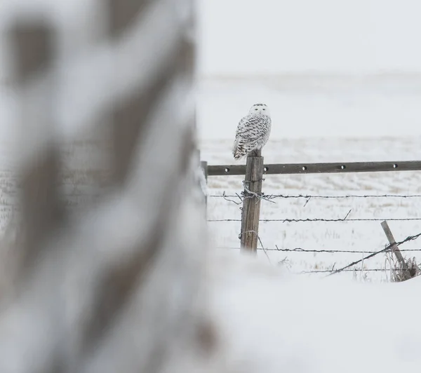 Hibou Sauvage Oiseau Nature Faune — Photo