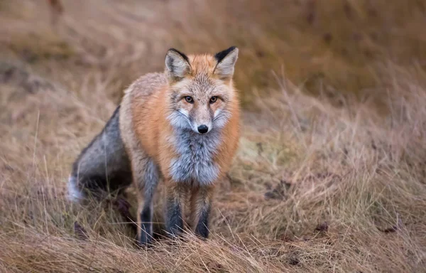 Renard Roux Sauvage Animal Nature Faune — Photo