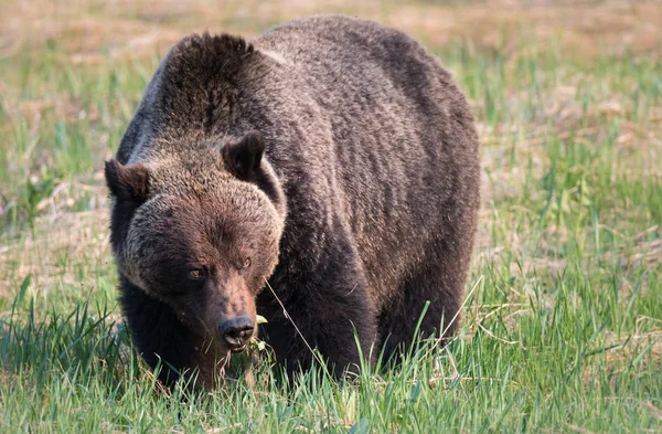 Divoký Medvěd Grizzly Zvíře Příroda Fauna — Stock fotografie