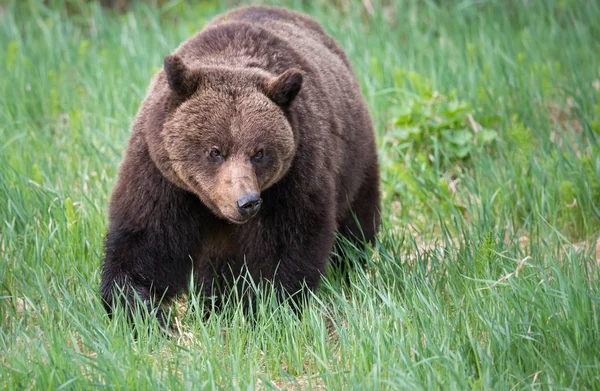 Vahşi Boz Ayı Hayvan Doğa Fauna — Stok fotoğraf