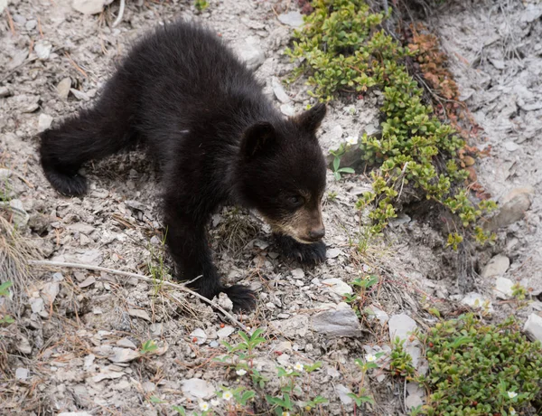 Μαύρη Αρκούδα Άγριο Ζώο Φύση Πανίδα — Φωτογραφία Αρχείου