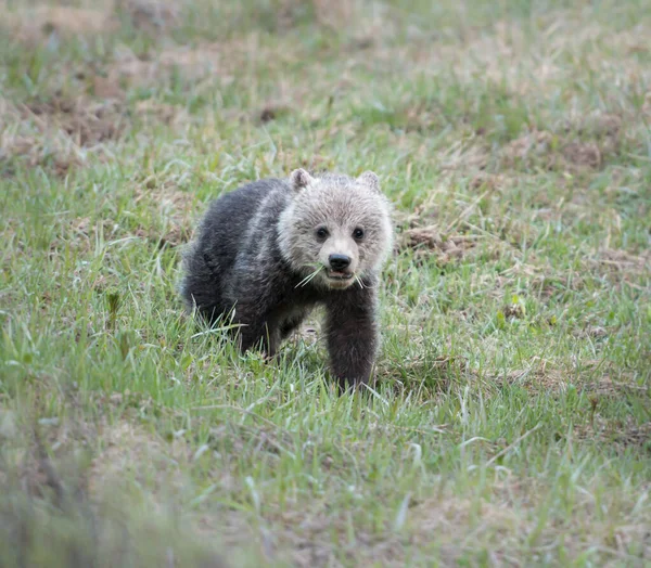 Urso Pardo Estado Selvagem Animal Natureza Fauna — Fotografia de Stock