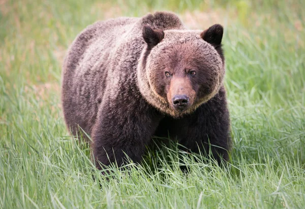 Divoký Medvěd Grizzly Zvíře Příroda Fauna — Stock fotografie