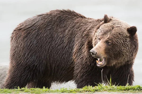 Urso Pardo Selvagem Animal Natureza Fauna — Fotografia de Stock