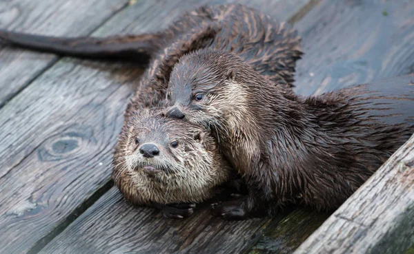 Las Nutrias Del Río Estado Salvaje Animales Naturaleza Fauna —  Fotos de Stock