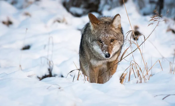 Coyote Estado Salvaje Animal Naturaleza Fauna —  Fotos de Stock