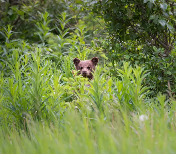 Filhote Urso Preto Natureza — Fotografia de Stock