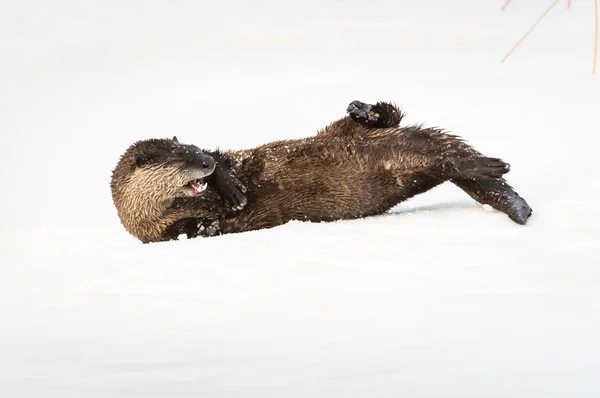 Rivier Otter Het Wild Dier Natuur Fauna — Stockfoto