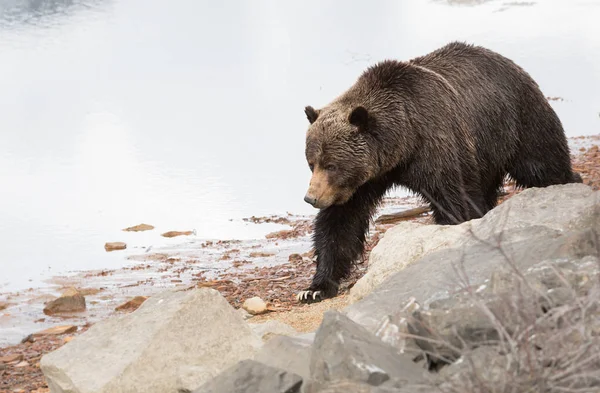 Urso Pardo Selvagem Animal Natureza Fauna — Fotografia de Stock