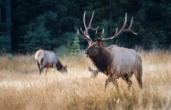 Vahşi Geyikler Hayvanlar Doğa Fauna — Stok fotoğraf