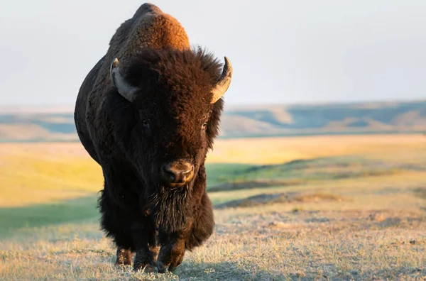 Vahşi Bizonlar Hayvanlar Doğa Fauna — Stok fotoğraf