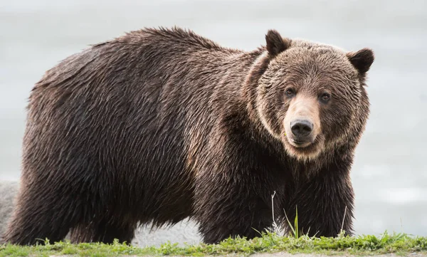 Urso Pardo Selvagem Animal Natureza Fauna — Fotografia de Stock