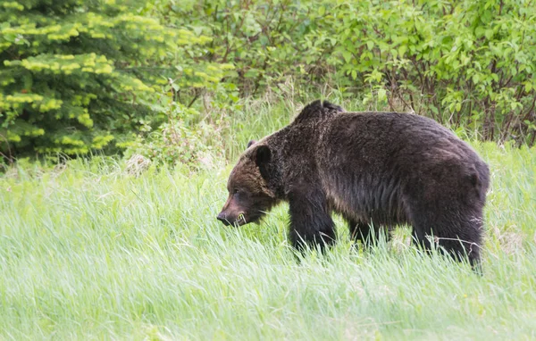 Divoký Medvěd Grizzly Zvíře Příroda Fauna — Stock fotografie