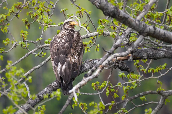Vahşi doğada olgunlaşmamış kel kartal