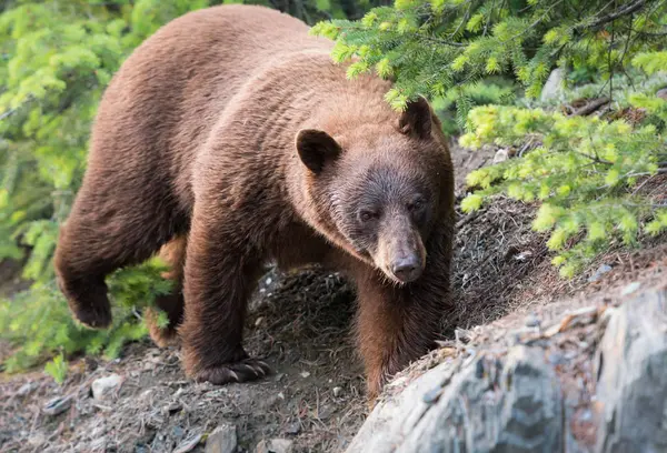 Bär Freier Wildbahn Tier Natur Fauna — Stockfoto