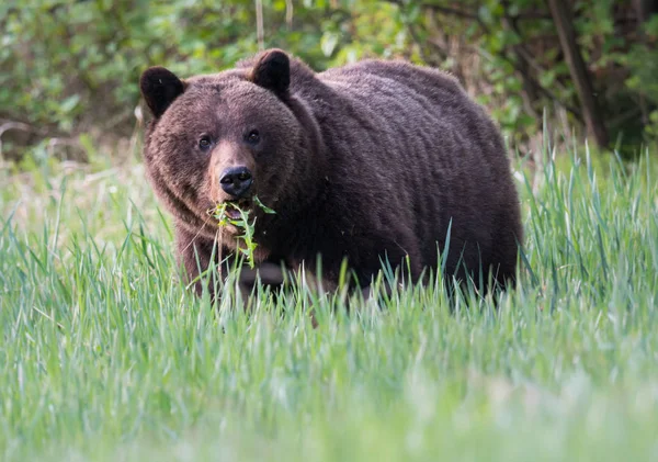 Dziki Niedźwiedź Grizzly Zwierzę Natura Fauna — Zdjęcie stockowe