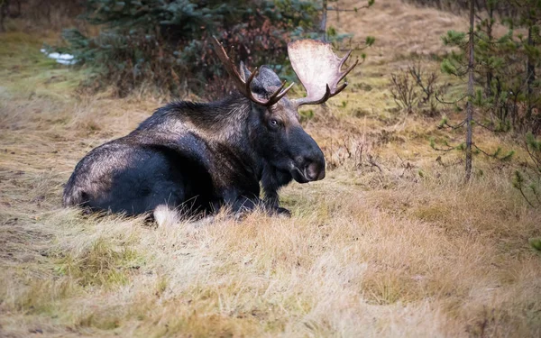Moose Wild Animal Nature Fauna — Stock Photo, Image