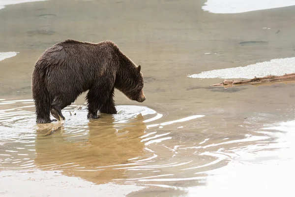Дикий Медведь Гризли Животное Природа Фауна — стоковое фото