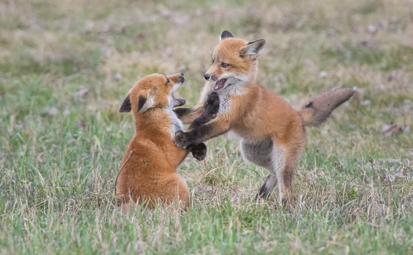 Red Fox Ontario — Foto de Stock