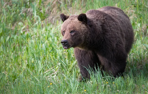 Urso Pardo Selvagem Animal Natureza Fauna — Fotografia de Stock