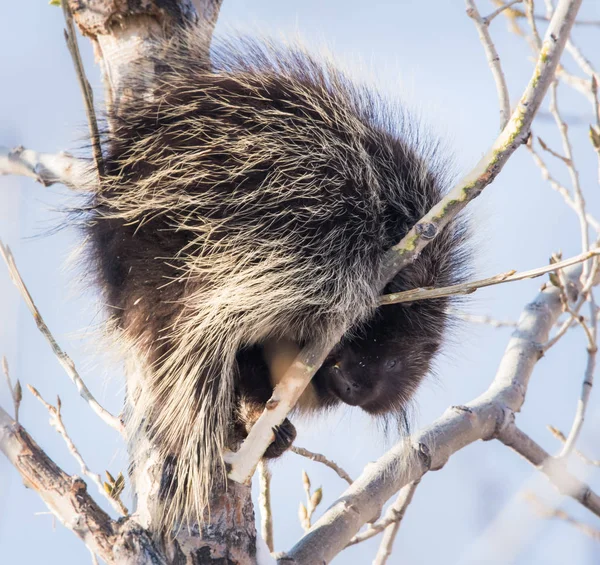 Porco Espinho Estado Selvagem Animal Natureza Fauna — Fotografia de Stock