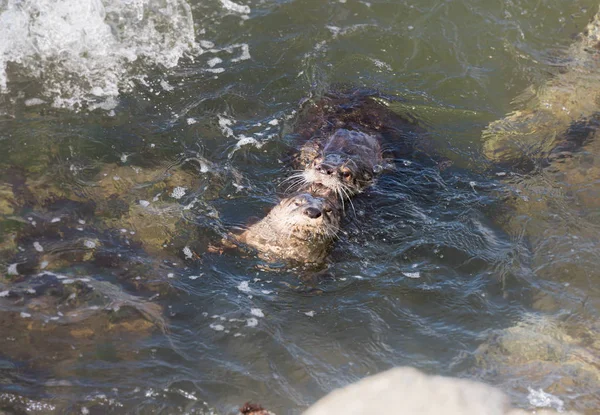 River Otters Estado Selvagem Animais Natureza Fauna — Fotografia de Stock